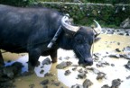 Unhappy carabao