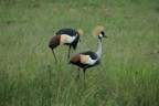 Two crown cranes