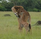 Giraffe and baby giraffe