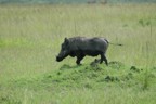 Warthog