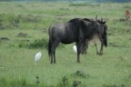 Wildebeest with birds